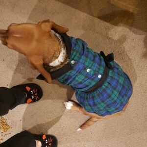 Blue green plaid dog dress, holiday dress for dogs size large